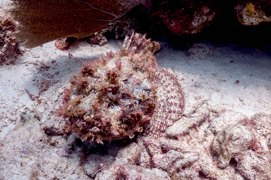 Scorpionfis facts - pictures-of scorpion fish- datos sobre el pez escorpión