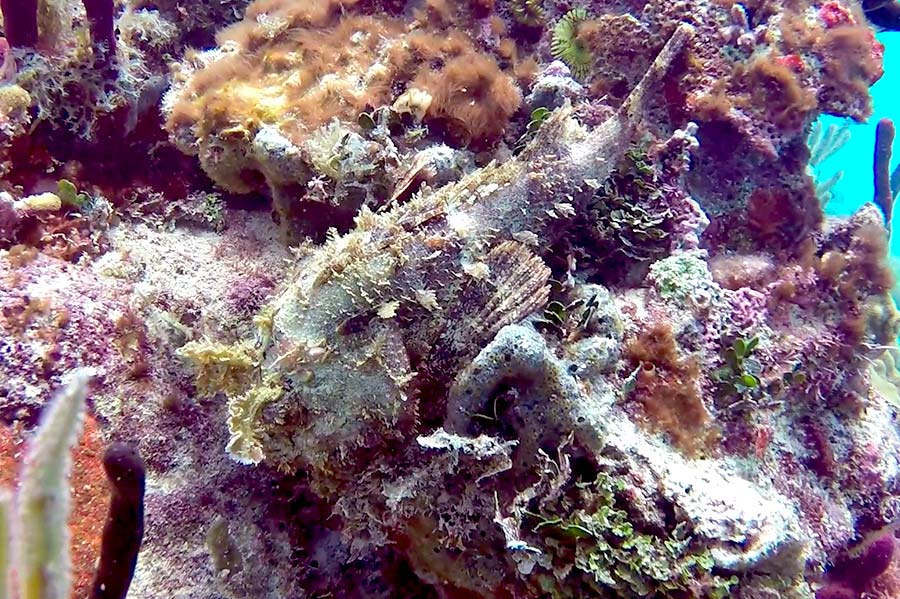 Scorpionfish facts - 2 - datos sobre el pez escorpión