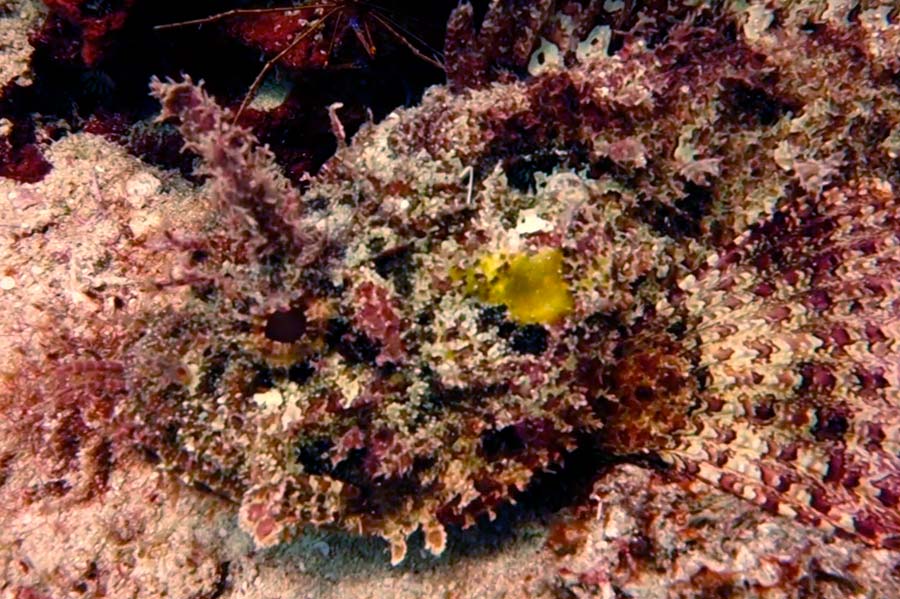 Scorpionfish facts - datos sobre el pez escorpión