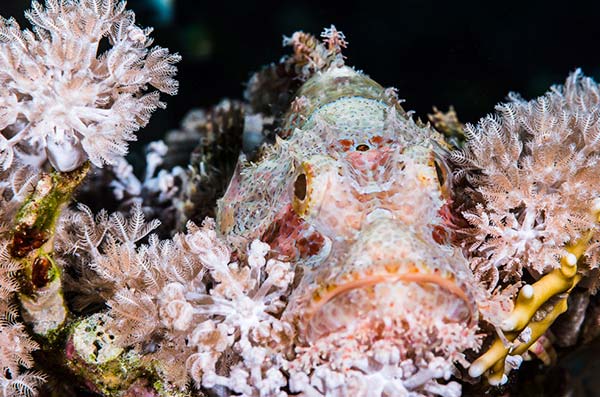 Scorpionfish with tassels