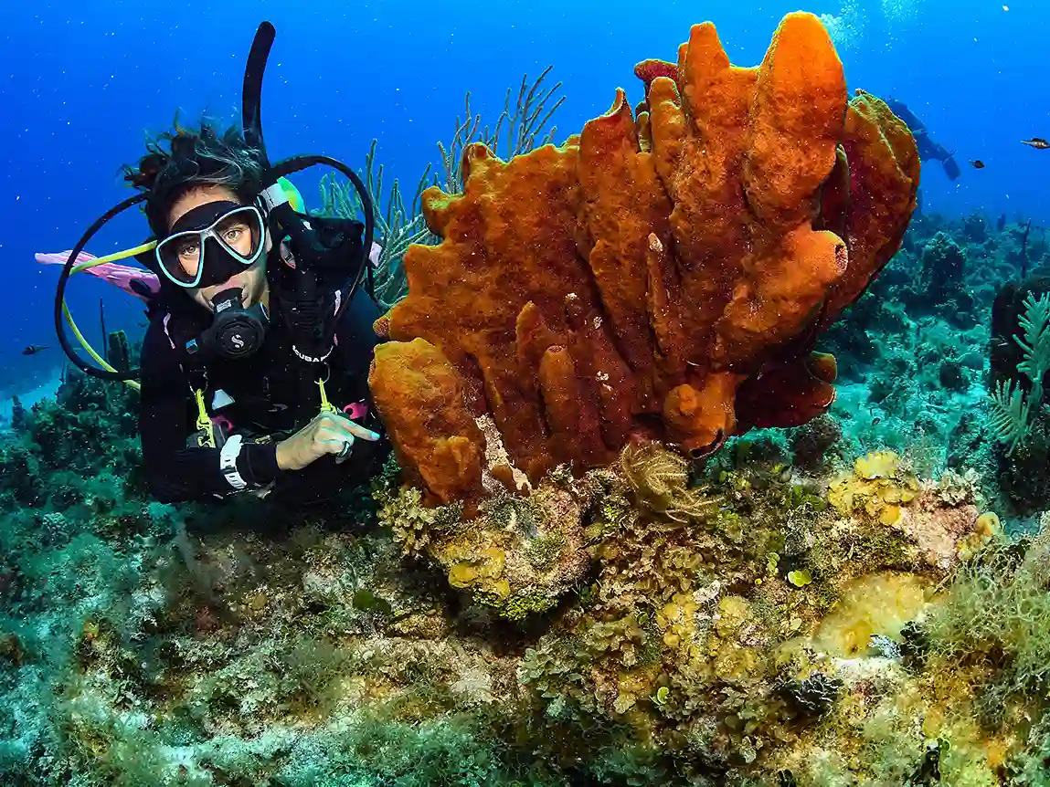Scuba Dive 2 Scuba Dive 2