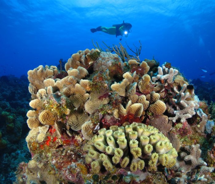 Scuba Diving Cozumel -Best-Caribbean-Coral-Reefs-Cozumel-1