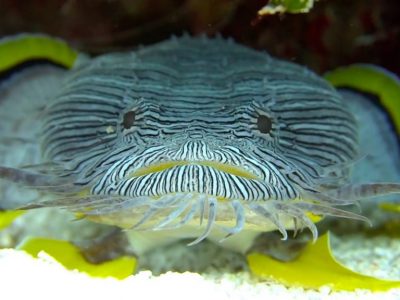 Scuba Diving Cozumel --Toadfish