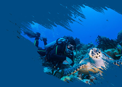 Scuba Diving In Playa Del Carmen Mexico