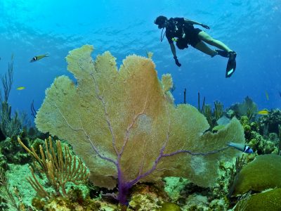 Scuba Diving Jamaica - Diver
