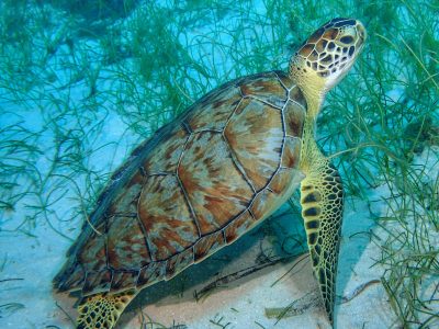 Scuba Diving Jamaica MPG6015 - Turtle