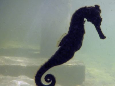 Scuba Diving Montego Bay - SEAHORSE