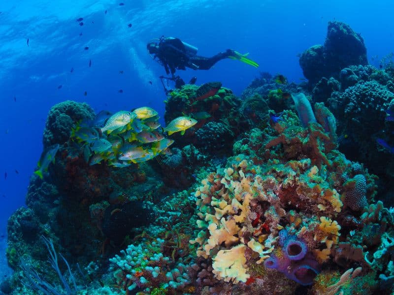 Scuba Diving Newsletter - boletín de buceo (2)