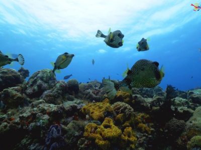 Scuba Diving Playa Del Carmen - Best-Caribbean-Coral-Reefs-Playa-Del-Carmen-1024x576