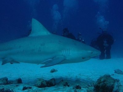 Scuba Diving Playa Del Carmen - Bull-shark-diving-in-Playa-del-Carmen-07-1-1024x576