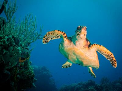 Scuba Diving Vacations in Cozumel (Caribbean)