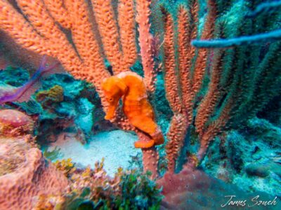 Scuba Diving Vacations in Montego Bay