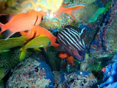 Scuba Diving Vacations in the Caribbean (Punta Cana)