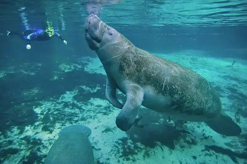 Scuba Diving with Manatees (5) bucear con manatíes