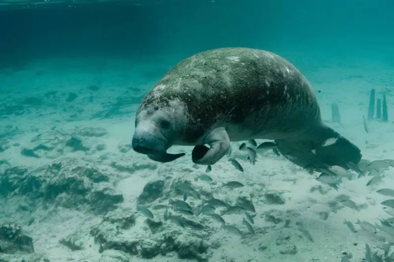 Scuba Diving with Manatees (6) bucear con manatíes