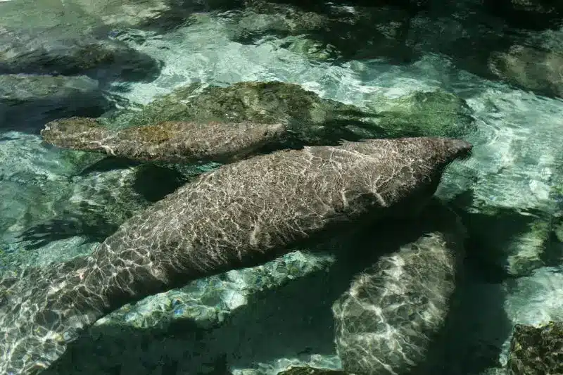 Scuba Diving with Manatees (7) bucear con manatíes