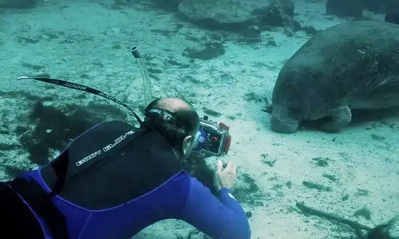 Scuba Diving with Manatees (8) bucear con manatíes