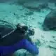 Scuba Diving with Manatees (8) bucear con manatíes