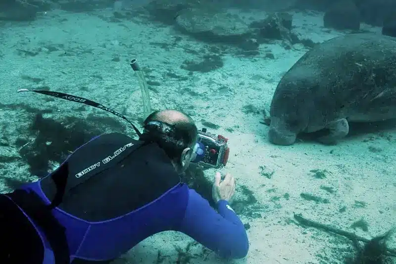 Scuba Diving with Manatees (8) bucear con manatíes