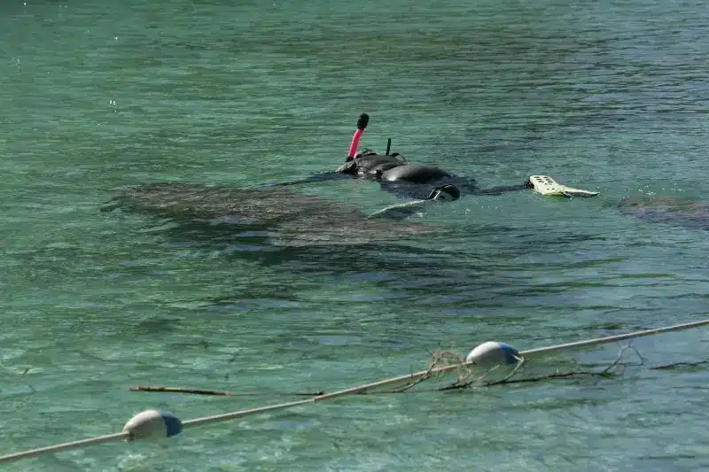 Scuba Diving with Manatees (9) bucear con manatíes