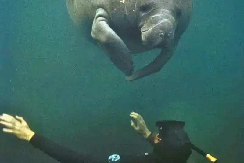 Scuba Diving with Manatees - bucear con manatíes