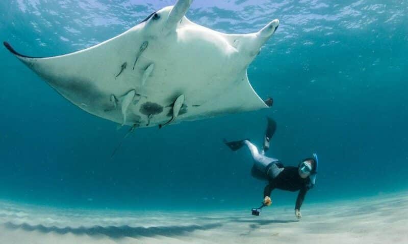 Scuba News - Atlantic manta ray - noticias de buceo