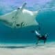 Scuba News - Atlantic manta ray - noticias de buceo