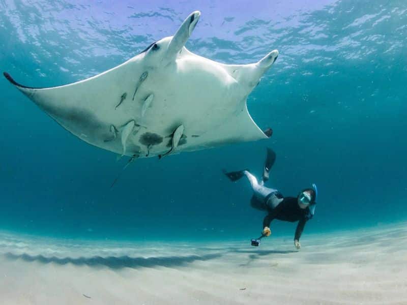 Scuba News - Atlantic manta ray - noticias de buceo