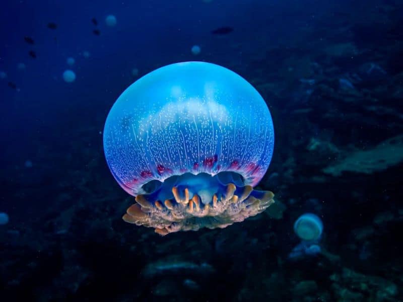 Scuba News - sleep-like behavior - noticias de buceo