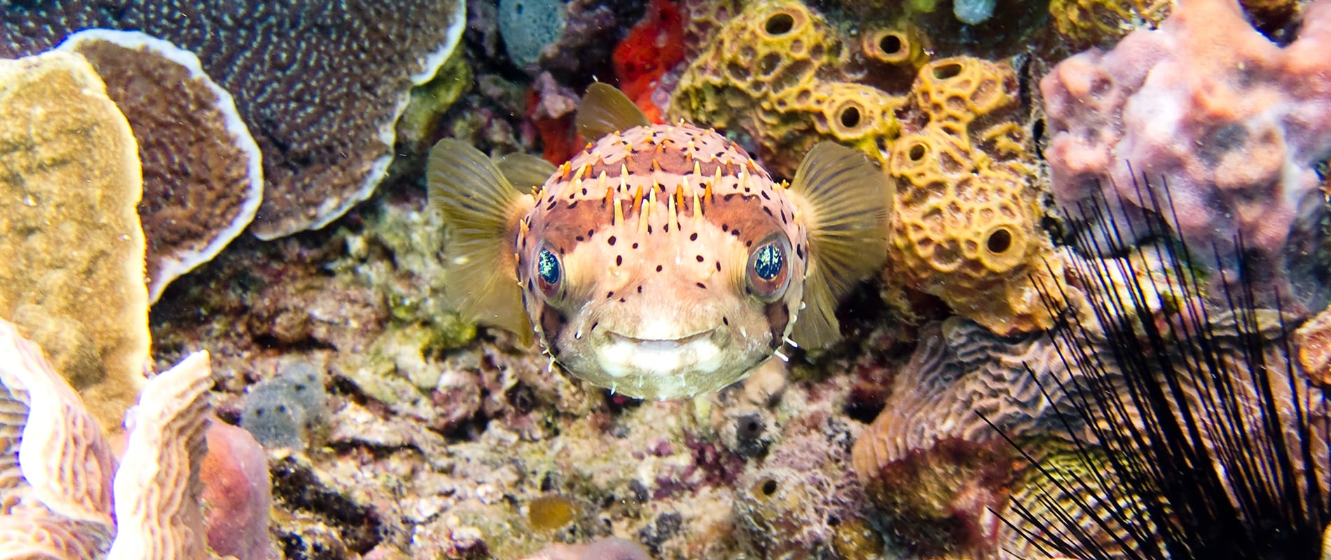 Scuba diving in BAYAHIBE with Dressel Divers