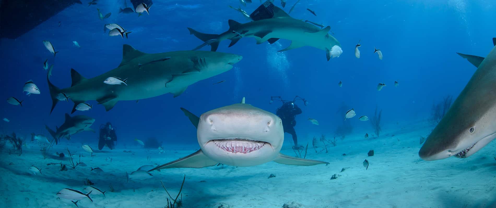 Plongée a PLAYA DEL CARMEN avec Dressel Divers