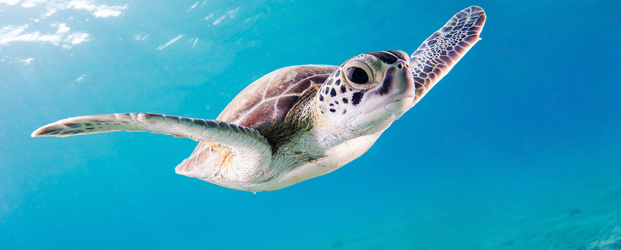 Scuba diving in PUERTO PLATA with Dressel Divers