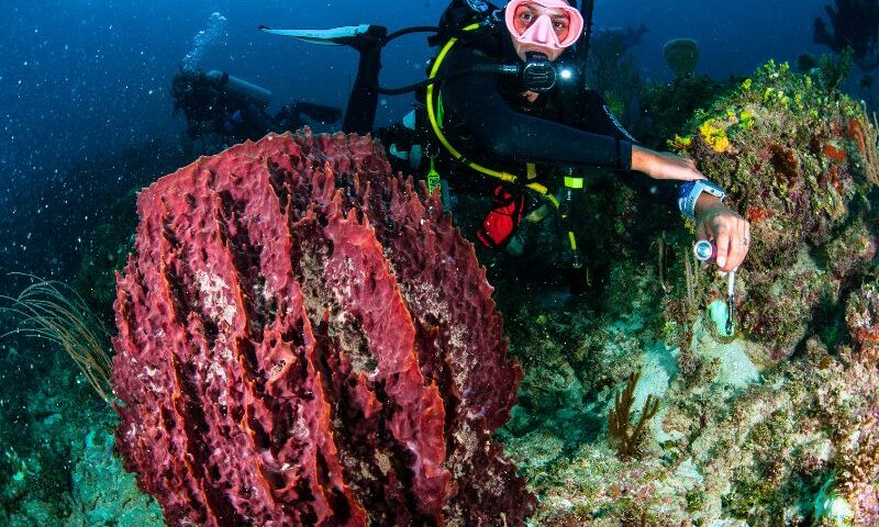 Scuba diving accessories(4) accesorios de buceo.