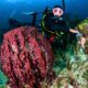 Scuba diving accessories(4) accesorios de buceo