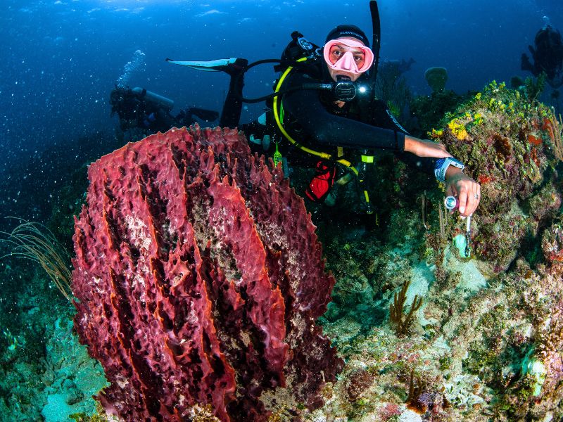 Scuba diving accessories(4) accesorios de buceo.