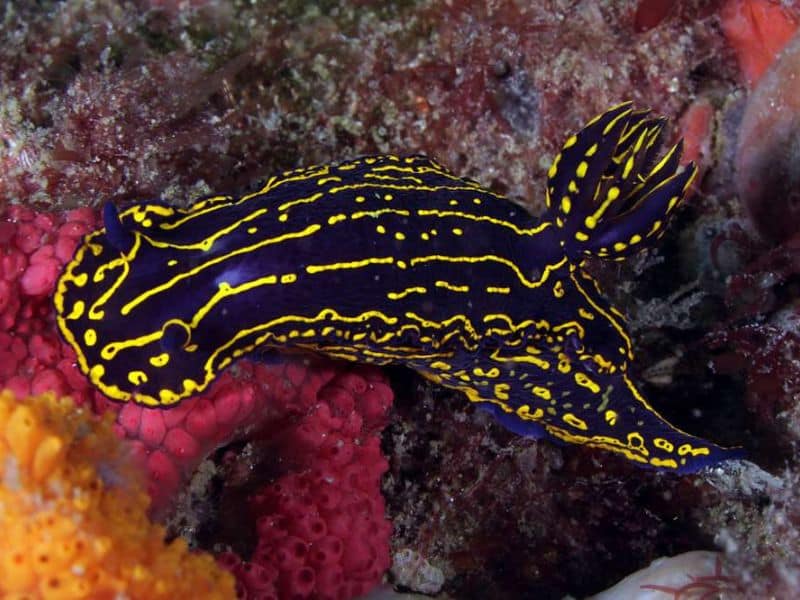 Sea Goddess Nudibranch spiecies- especies de nudibranquios