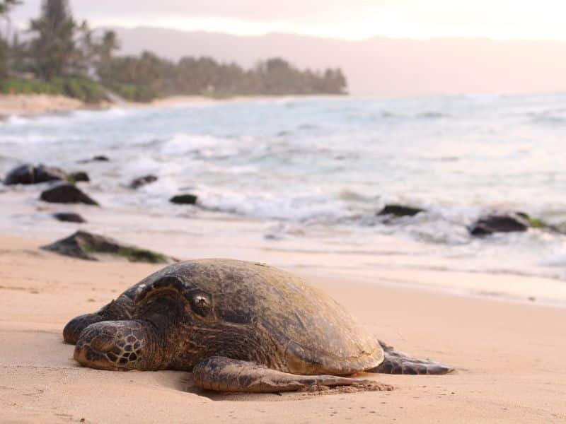 Sea Turtle Nesting Season (1) La temporada de anidación de tortugas marinas
