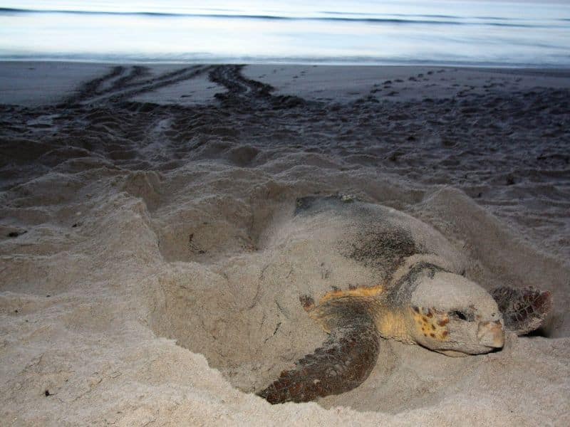 Sea Turtle Nesting Season (8) La temporada de anidación de