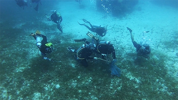 Seabed Cleaning In Riviera Maya (puerto aventuras)