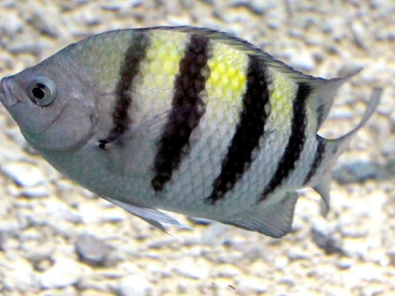 Sergeant Major - Caribbean Reef Fish Identificationn