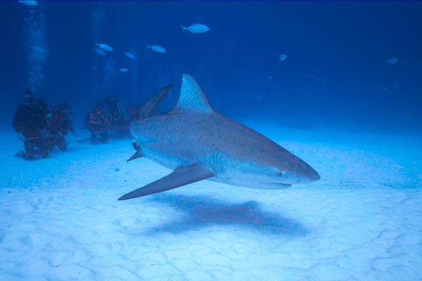 Shark Diving Pictures