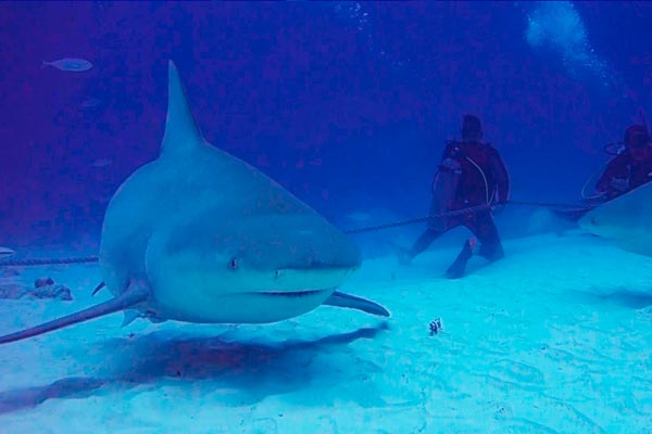 Shark Diving Pictures - 3