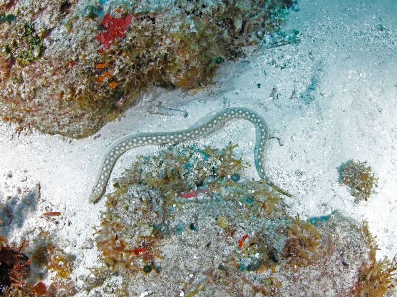 Sharptail Eel - Guía de identificación de peces de arrecife del Caribe