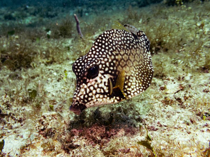 Smooth Trunkfish 1 pez cofre