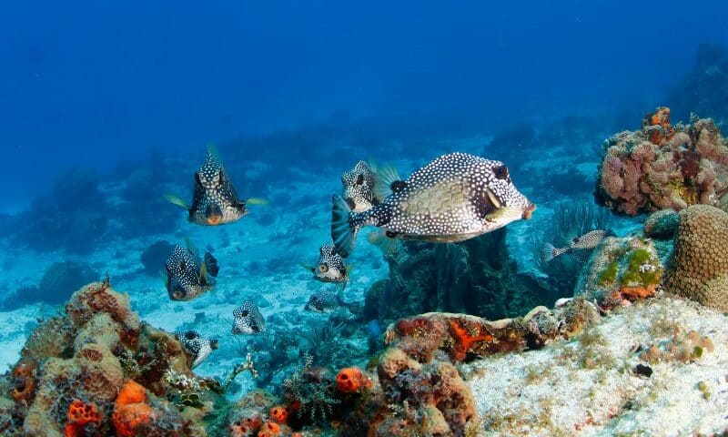 Smooth Trunkfish 3 pez cofre