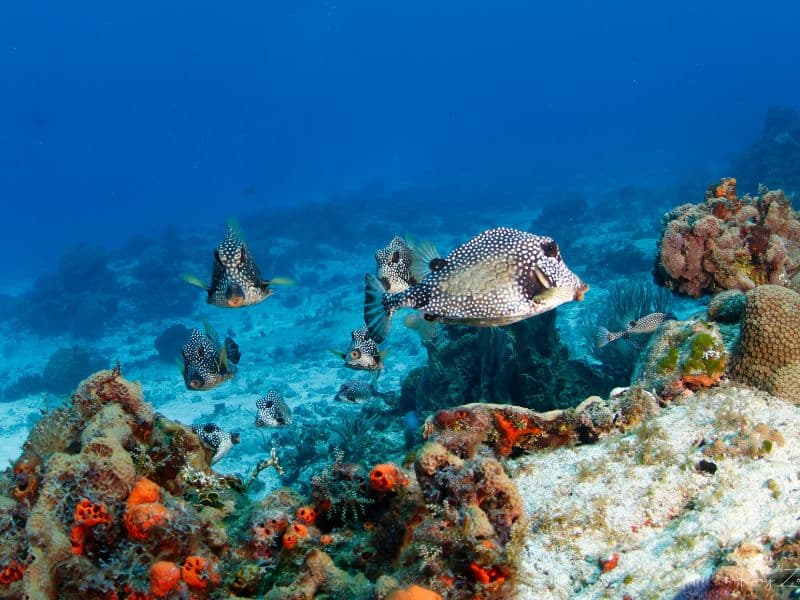 Smooth Trunkfish 3 pez cofre