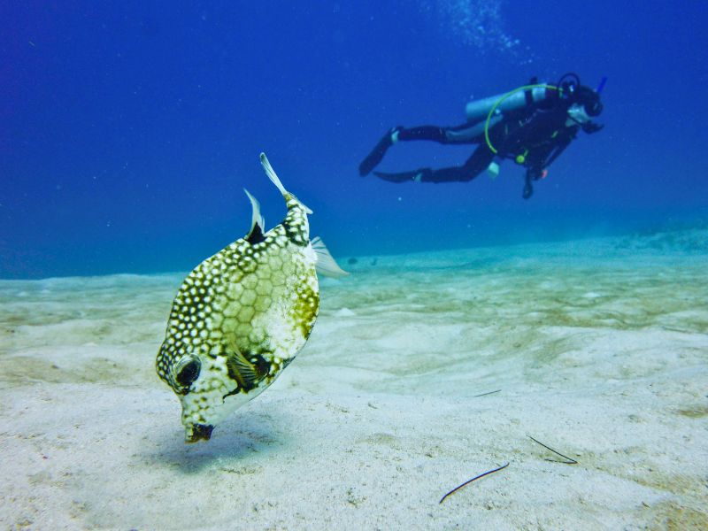 Smooth Trunkfish: How To Identify It and Where to See It