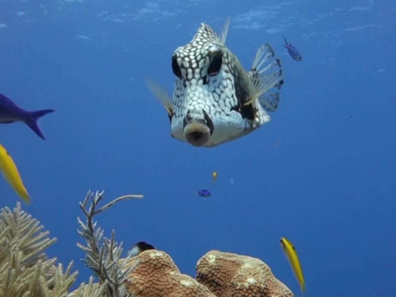 Smooth Trunkfish - Caribbean Reef Fish Identification