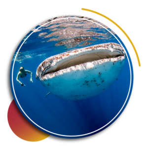 Whale shark snorkeling