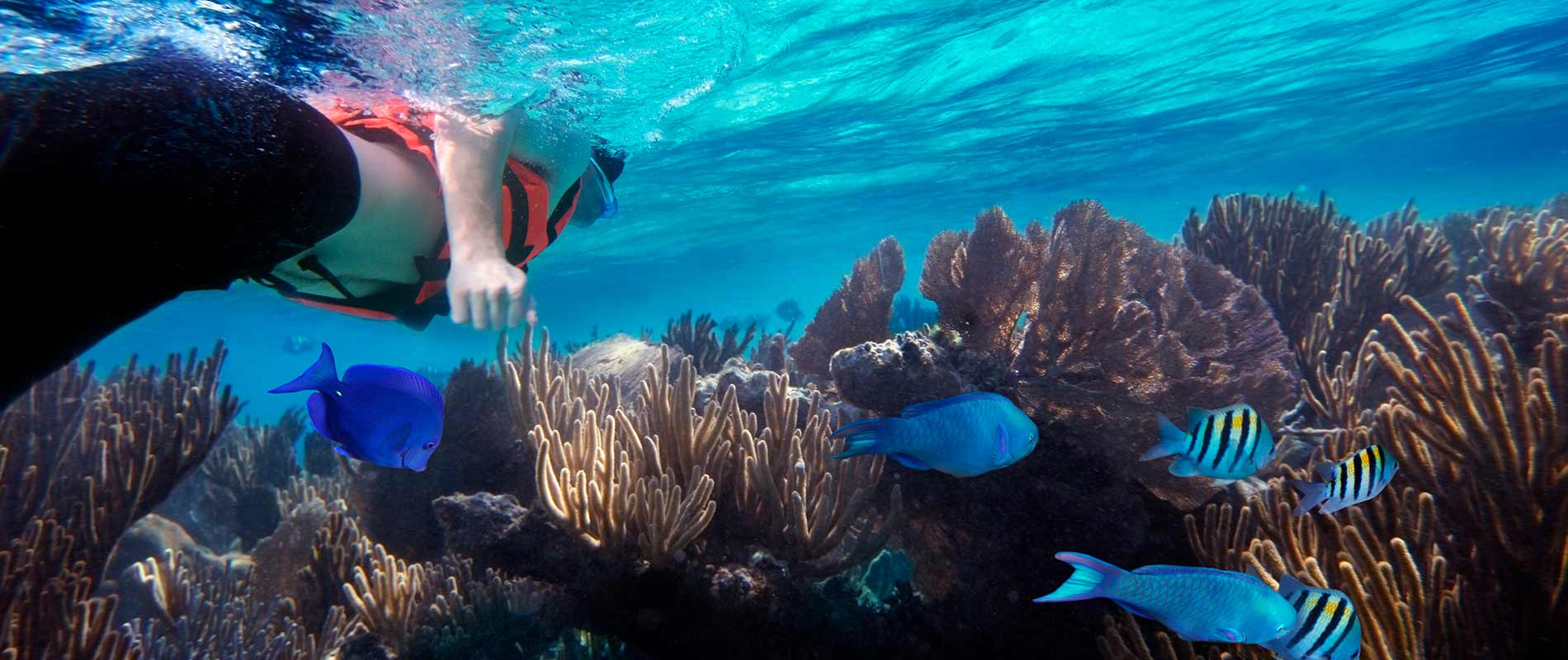 Snorkeling in MONTEGO BAY with Dressel Divers